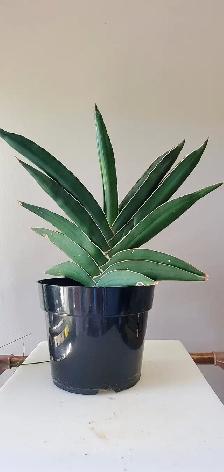 Pretty Indoor Plants - Photo 8