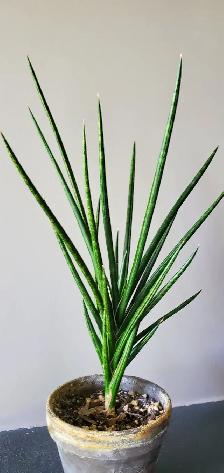 Pretty Indoor Plants - Photo 9