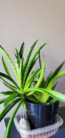 Pretty Indoor Plants - Photo 10