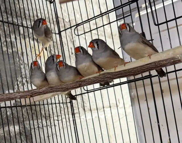 Female zebra finches