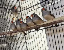 Female zebra finches