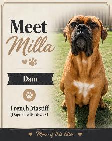 mastiff puppies - Photo 2
