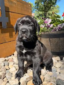 mastiff puppies - Photo 3