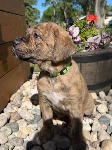mastiff puppies - Photo 4
