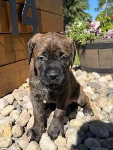 mastiff puppies - Photo 6