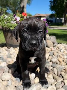 mastiff puppies - Photo 7