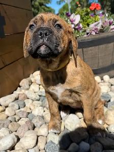 mastiff puppies - Photo 9