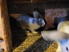 Lapins geant des flandre - Photo 2