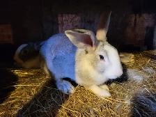 Lapins geant des flandre - Photo 3