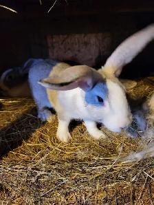 Lapins geant des flandre - Photo 4