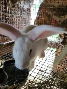 Lapins geant des flandre - Photo 5
