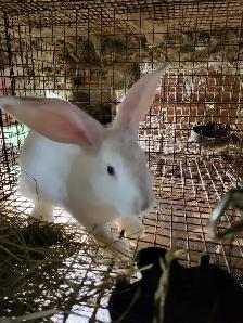 Lapins geant des flandre - Photo 6