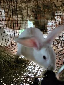 Lapins geant des flandre - Photo 7