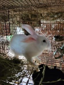 Lapins geant des flandre - Photo 8
