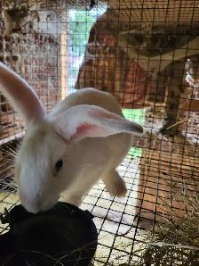 Lapins geant des flandre - Photo 9