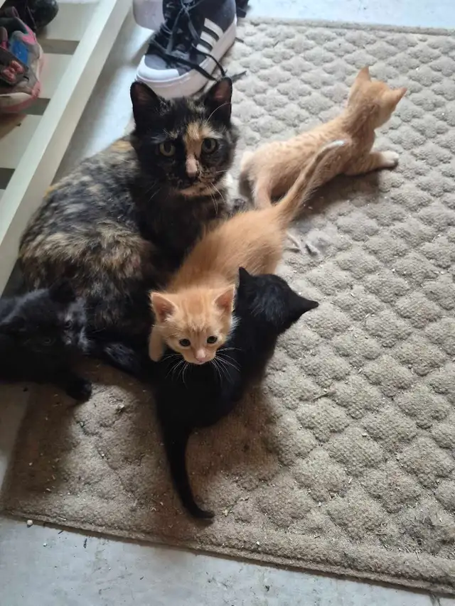 Tabby Kittens
