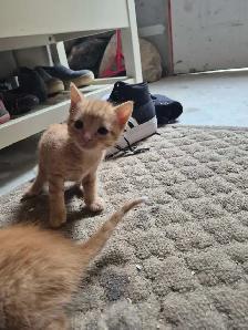 Tabby Kittens - Photo 2