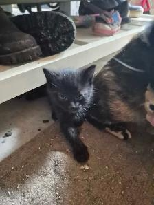 Tabby Kittens - Photo 3