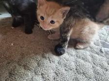 Tabby Kittens - Photo 4