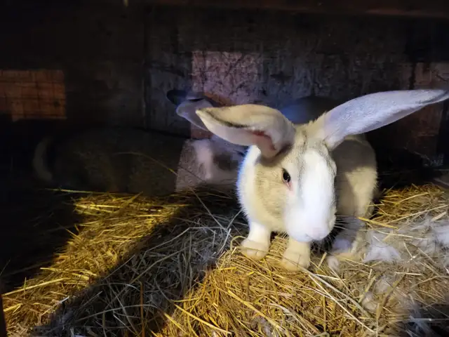 Lapin geant des flandres