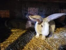Lapin geant des flandres