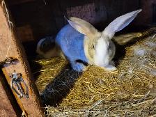 Lapin geant des flandres - Photo 3