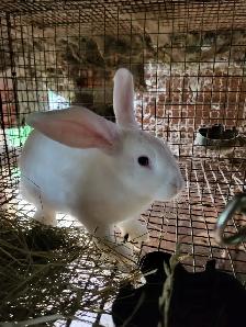 Lapin geant des flandres - Photo 6