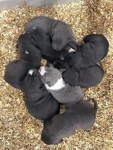 PBull puppies
