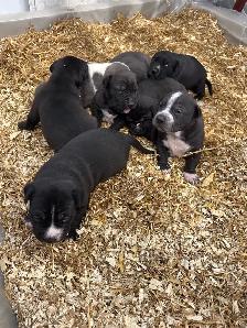 PBull puppies - Photo 2