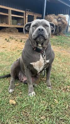 PBull puppies - Photo 3