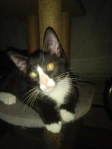 4 month old kitten for sale.