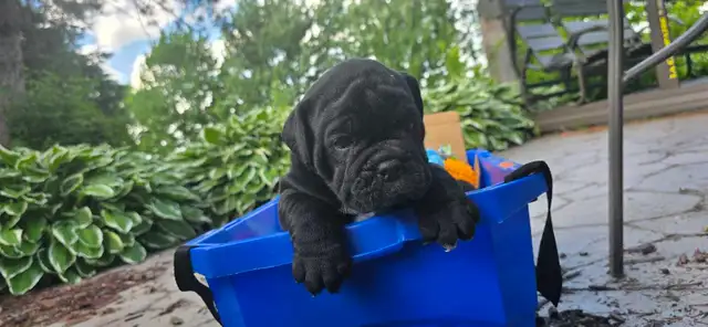 Chiots Old English disponibles sous peu / Old English Puppies
