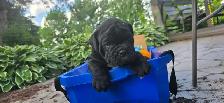 Chiots Old English disponibles sous peu / Old English Puppies