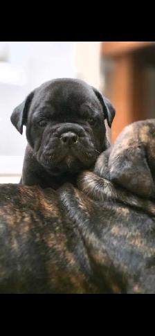 Chiots Old English disponibles sous peu / Old English Puppies - Photo 3