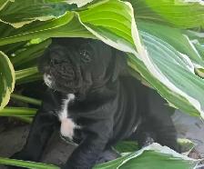 Chiots Old English disponibles sous peu / Old English Puppies - Photo 5