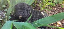 Chiots Old English disponibles sous peu / Old English Puppies - Photo 6