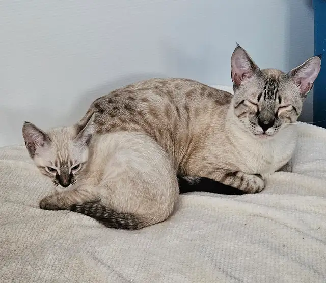 Registered Purebred Savannah Cats, Playful, Gentle