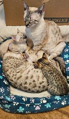 Registered Purebred Savannah Cats, Playful, Gentle - Photo 2
