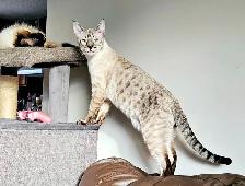 Registered Purebred Savannah Cats, Playful, Gentle - Photo 3