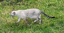 Registered Purebred Savannah Cats, Playful, Gentle - Photo 4