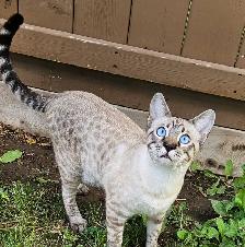 Registered Purebred Savannah Cats, Playful, Gentle - Photo 5