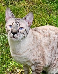 Registered Purebred Savannah Cats, Playful, Gentle - Photo 6
