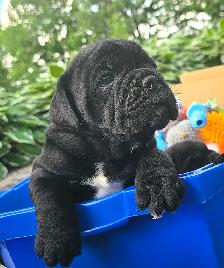 Old English Puppies - Photo 2