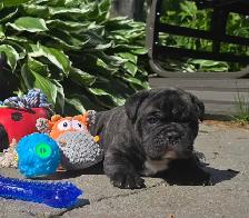 Old English Puppies - Photo 4