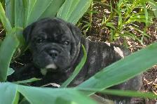 Old English Puppies - Photo 5