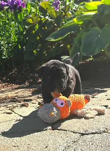 Old English Puppies - Photo 6