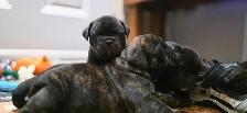 Old English Puppies - Photo 7