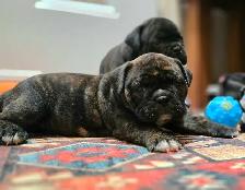 Old English Puppies - Photo 8