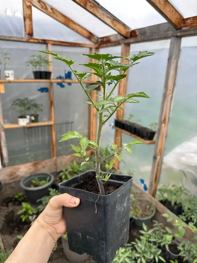 Beefsteak tomatoes - 3$ each with 2 free if you'll buy 10 tomato
