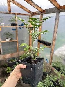 Beefsteak tomatoes - 3$ each with 2 free if you'll buy 10 tomato